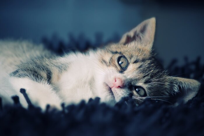 Tableau  Animal ravissant sur la couverture