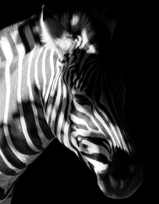 Tableau  Animal rayé noir et blanc