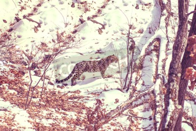 Tableau  Animal sauvage dans la neige