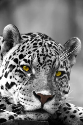 Animal sauvage regardant le léopard