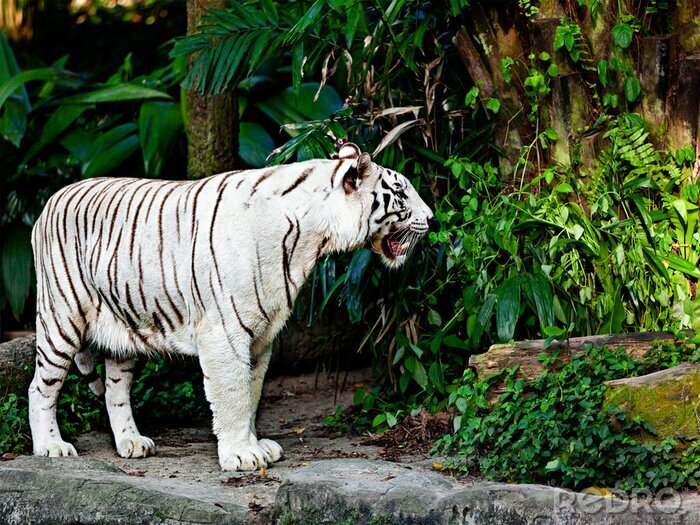 Tableau  Animal sur fond végétal