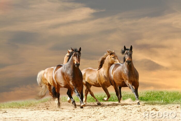 Tableau  Animaux au galop sur le sable