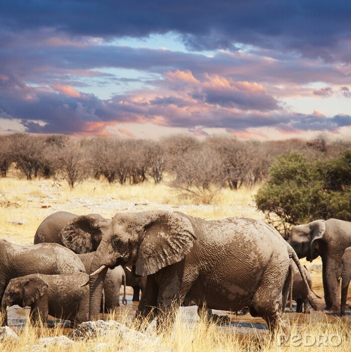 Tableau  Animaux d'éléphants d'Afrique dans l'herbe