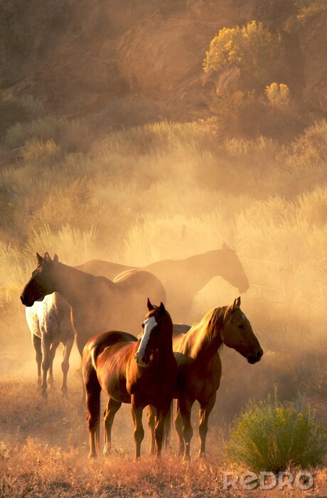 Tableau  Animaux dans la forêt au coucher du soleil