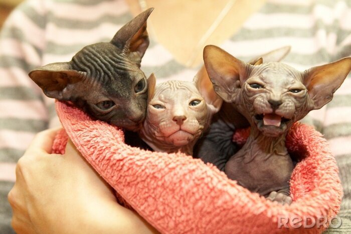 Tableau  Animaux de compagnie chats sphinx