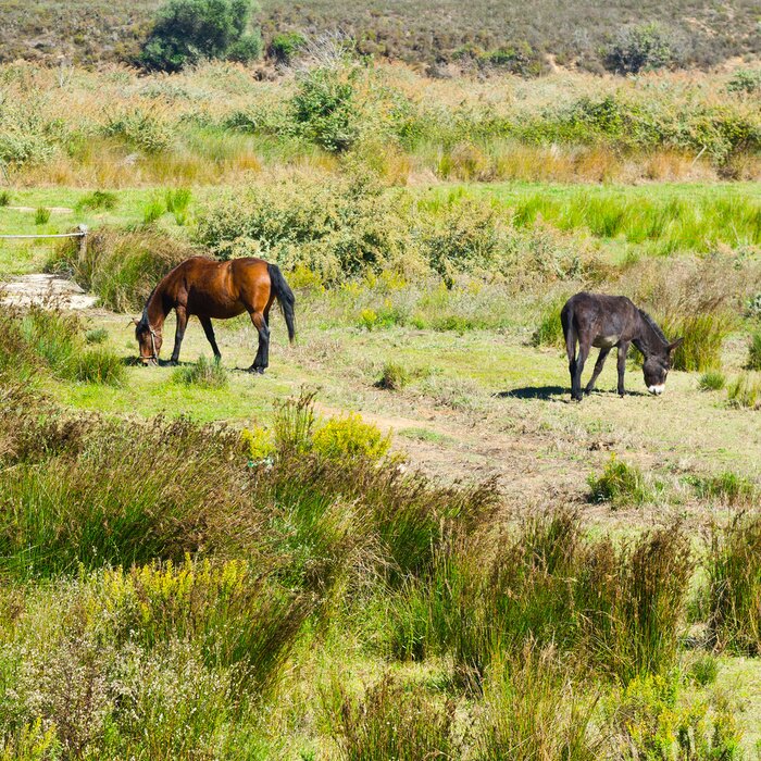 Tableau  Animaux et nature