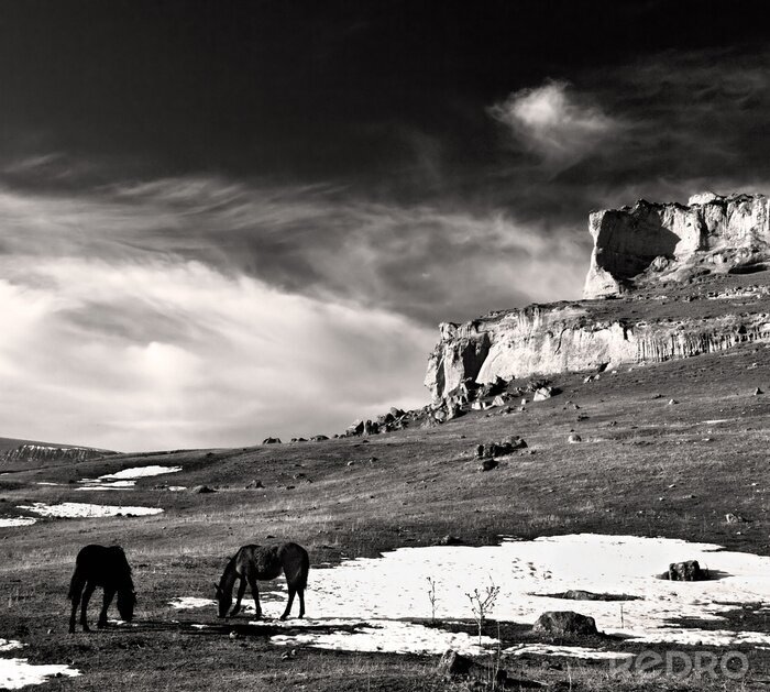 Tableau  Animaux et paysage noir et blanc