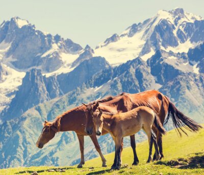 Animaux pâturage à la montagne