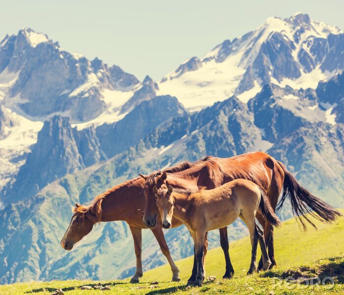 Tableau  Animaux pâturage à la montagne