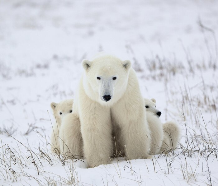 Tableau  Animaux polaires sur la neige