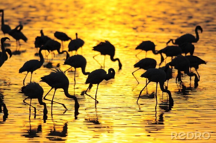 Tableau  Animaux roses dans l'eau