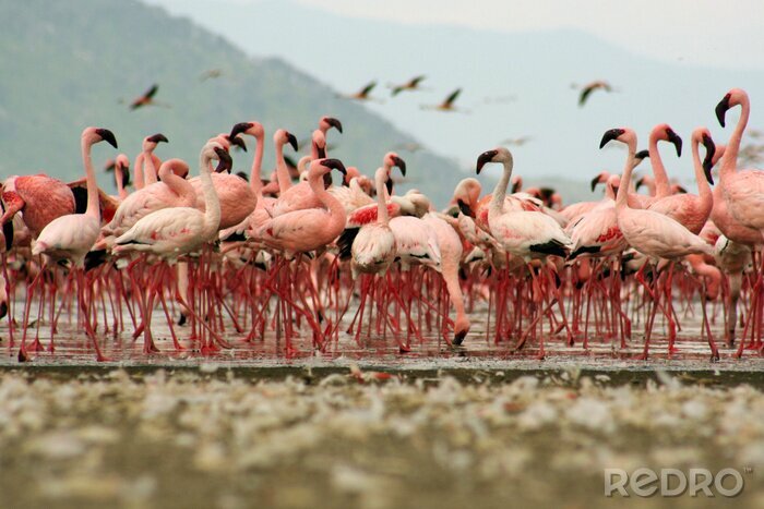 Tableau  Animaux roses dans le troupeau
