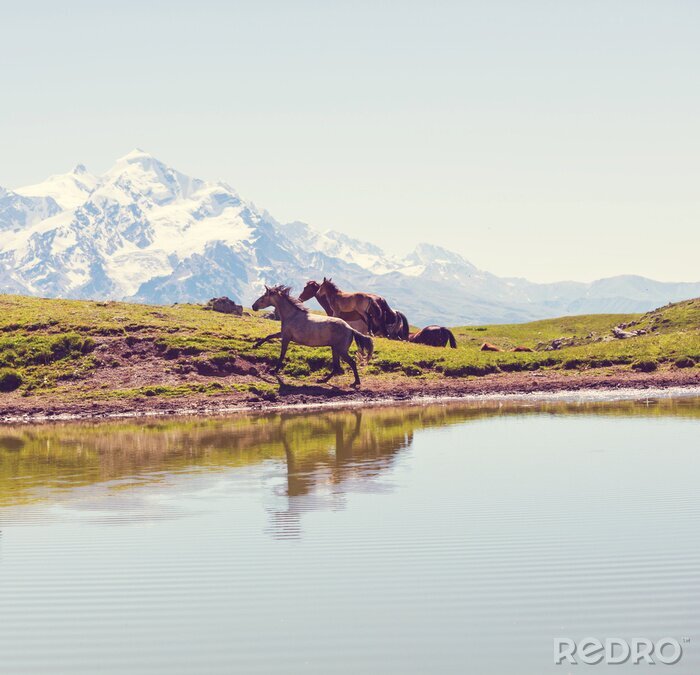 Tableau  Animaux sauvages dans les montagnes