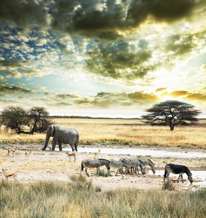 Tableau  Animaux sauvages sdans la savane