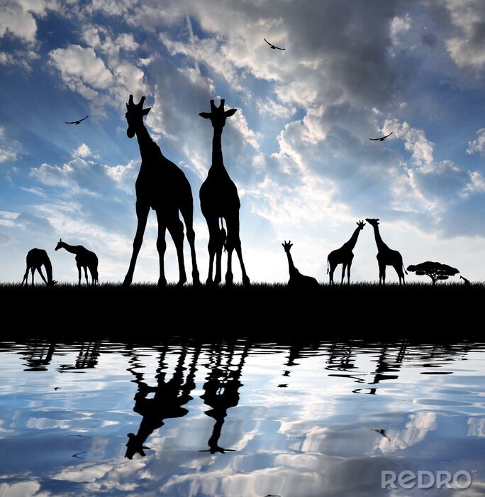 Tableau  Animaux sauvages sur le ciel