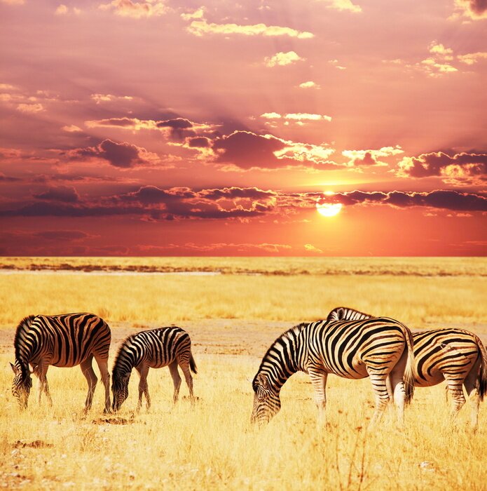 Tableau  Animaux sur fond de soleil couchant