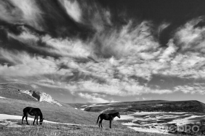 Tableau  Animaux sur le paysage