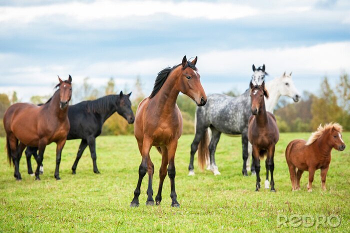 Tableau  Animaux variés dans la prairie