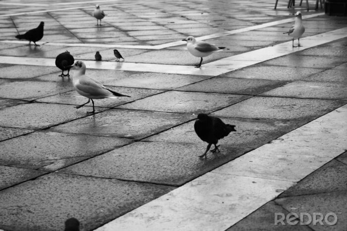Tableau  Animaux volants sauvages dans la ville