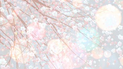 Tableau  Anime fleurs de cerisier