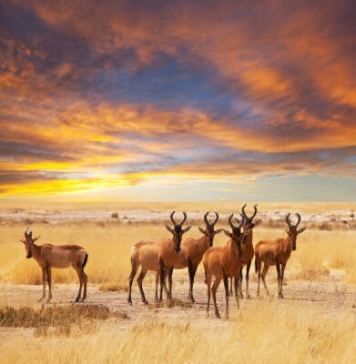Antilopes et nuages pastels