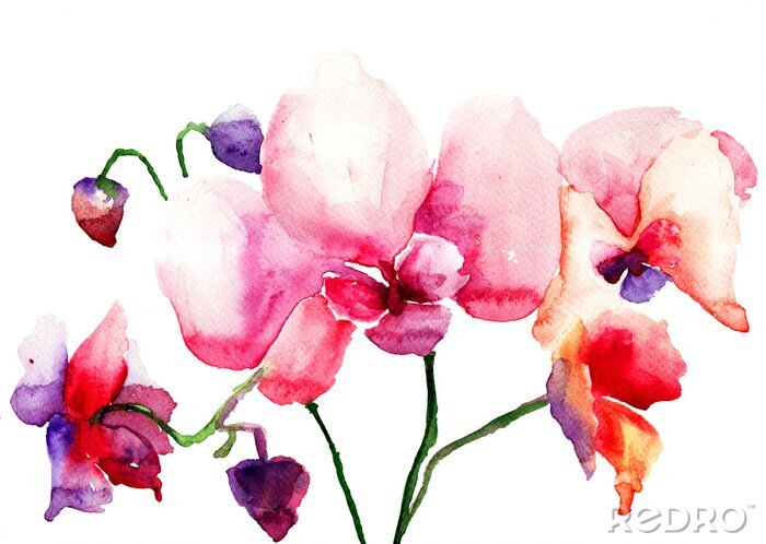 Tableau  Aquarel orchidee met gemengde kleuren