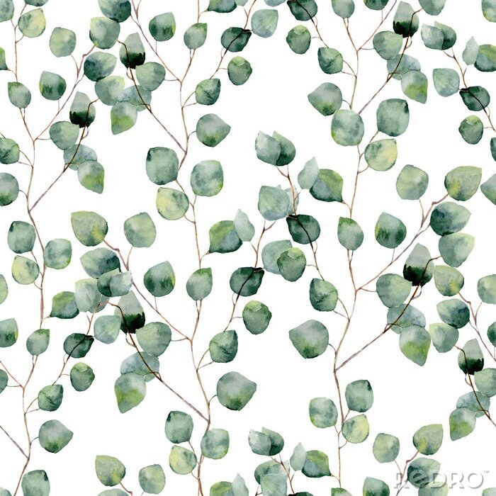 Tableau  Aquarelle de branches d&#39;eucalyptus avec des feuilles vertes sur fond blanc