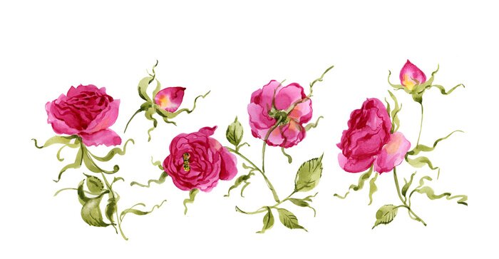 Tableau  Aquarelle rose bouclé