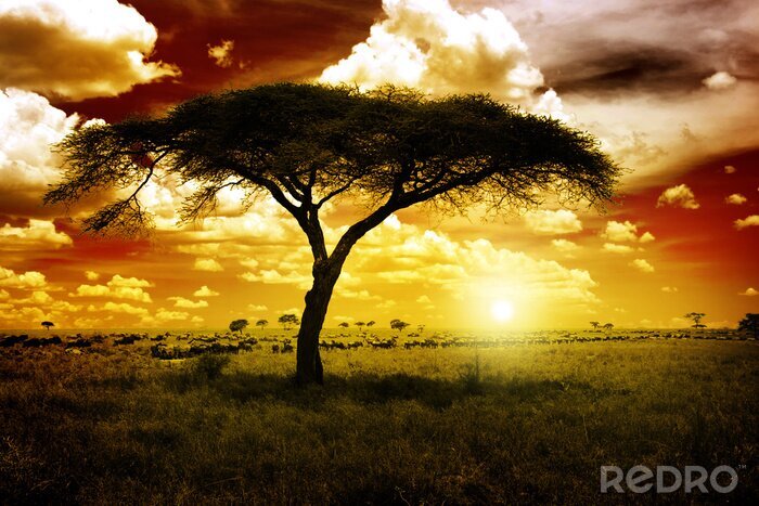 Tableau  arbre africain