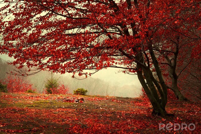 Tableau  Arbre d'automne dans un beau parc