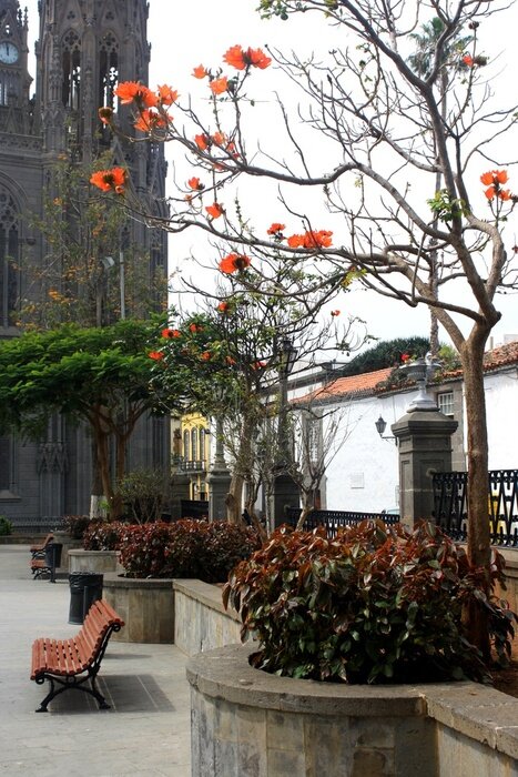 Tableau  arbre de la flamme au printemps
