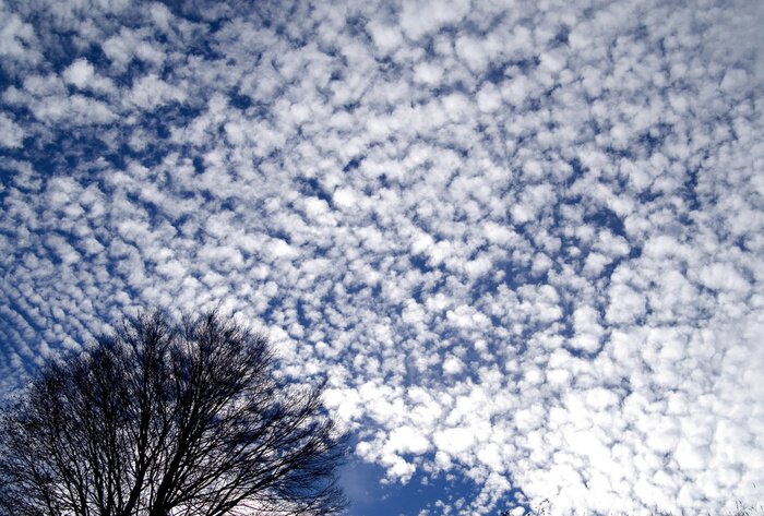 Tableau  Arbre de la nature sur fond de nuages