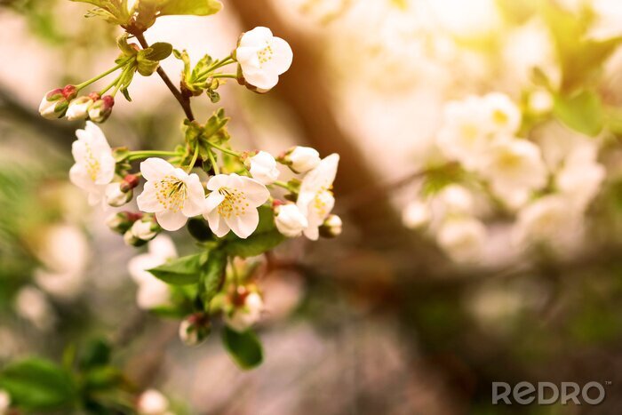 Tableau  Arbre en fleur