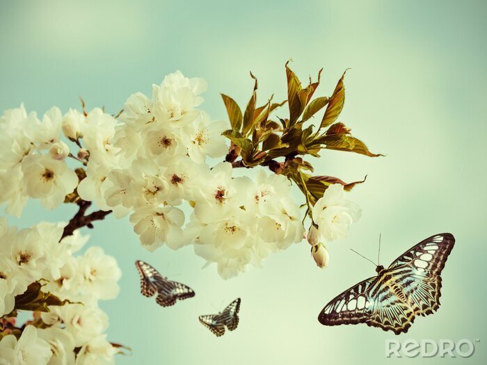 Tableau  Arbre et papillon en fleurs
