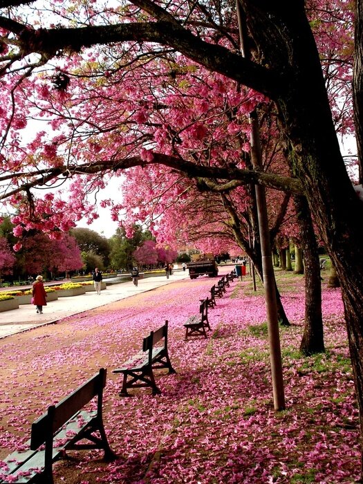 Tableau  Arbre rose à Porto