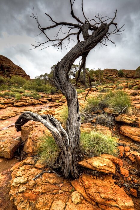 Tableau  Arbre séché sur les rochers