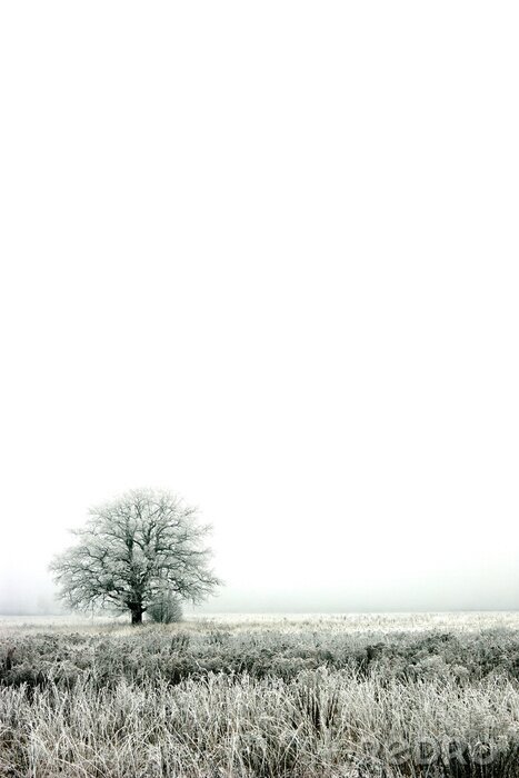 Tableau  Arbre solitaire d'hiver