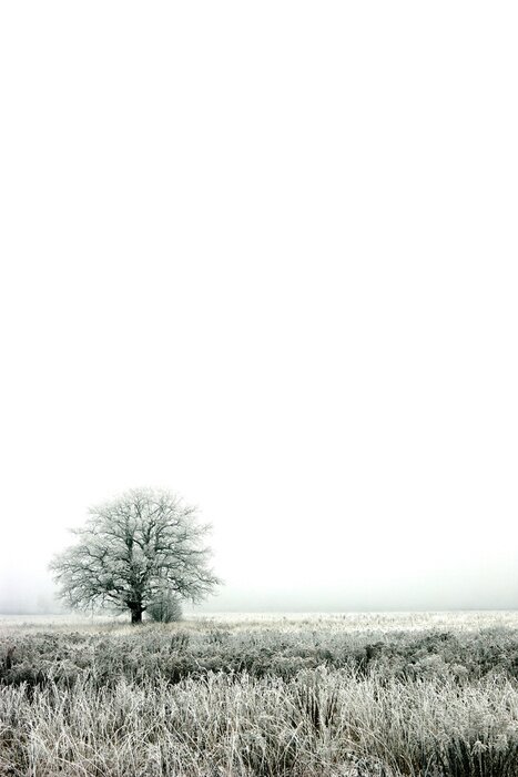 Tableau  Arbre solitaire d'hiver