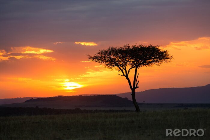 Tableau  Arbre solitaire dans la savane