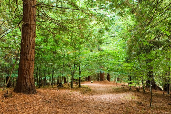 Tableau  Arbres au bord du chemin forestier
