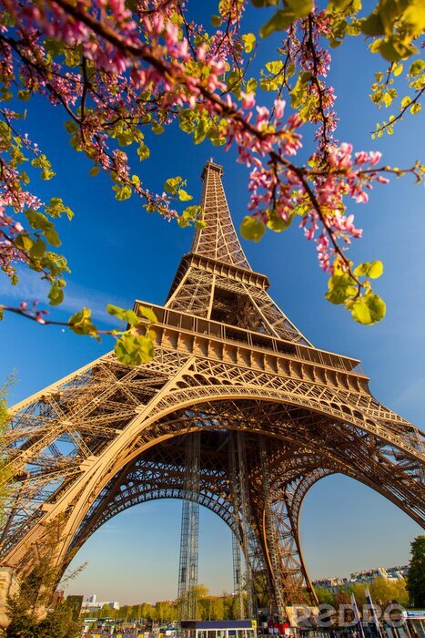 Tableau  Arbres au printemps à Paris