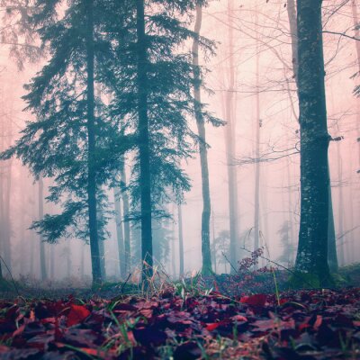 Tableau  Arbres dans le brouillard d'automne