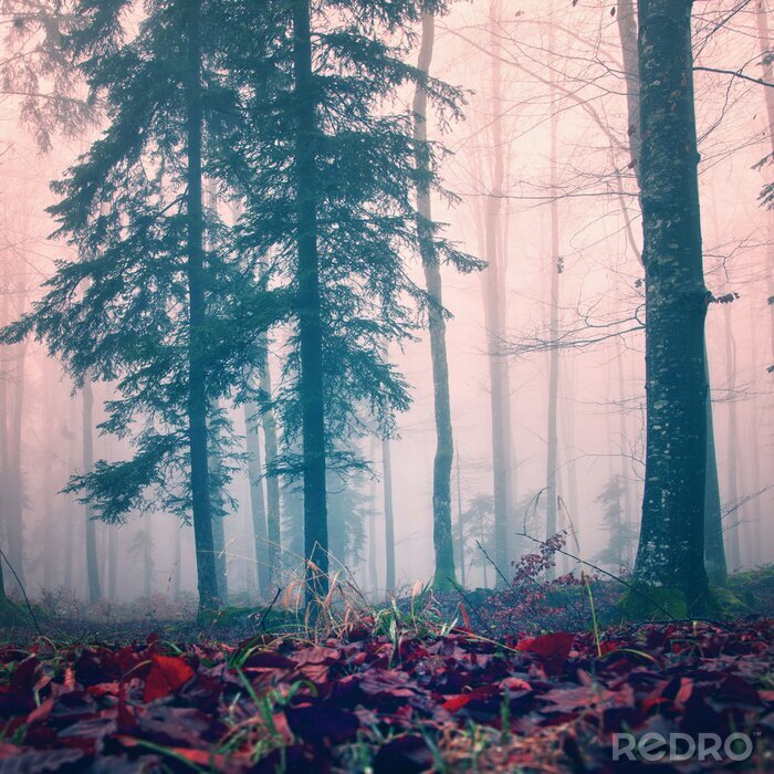 Tableau  Arbres dans le brouillard d'automne