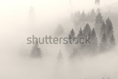 Tableau  Arbres dans le brouillard sur fond de soleil