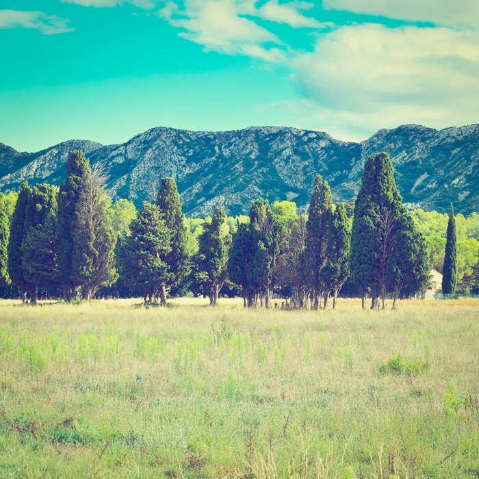 Tableau  Arbres dans une prairie verte