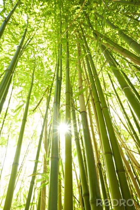 Tableau  Arbres de haute bambou