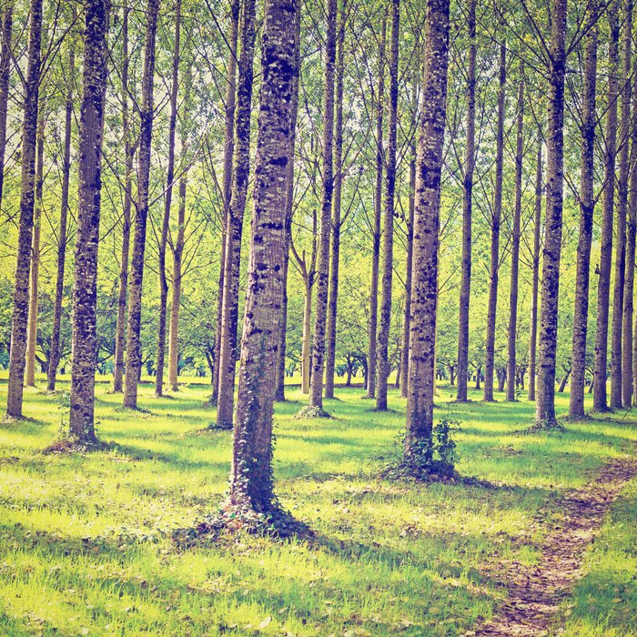Tableau  Arbres en été