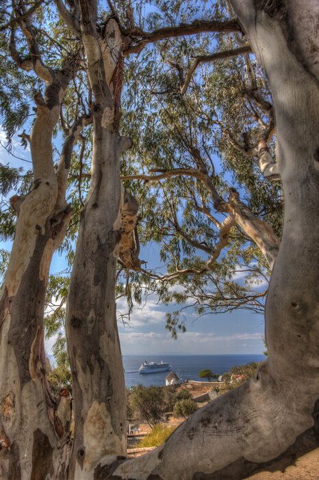 Tableau  Arbres en Grèce