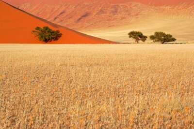 Tableau  Arbres en Namibie