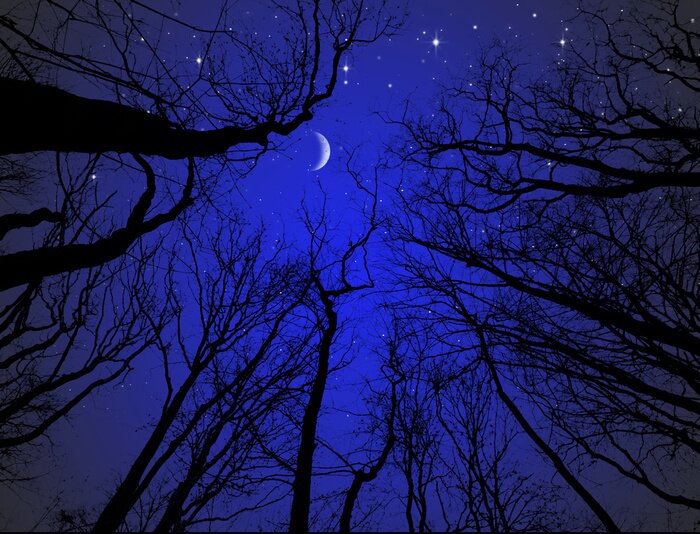 Tableau  Arbres nus contre un ciel étoilé